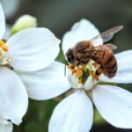 Créer un jardin de fleurs sauvages pour soutenir les abeilles