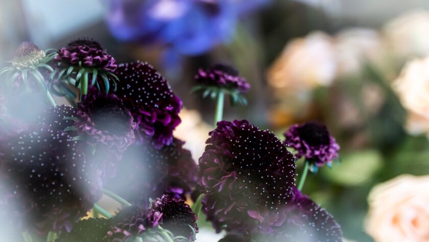 Fleurs comestibles : ajoutez de la couleur et de la saveur à votre jardin
